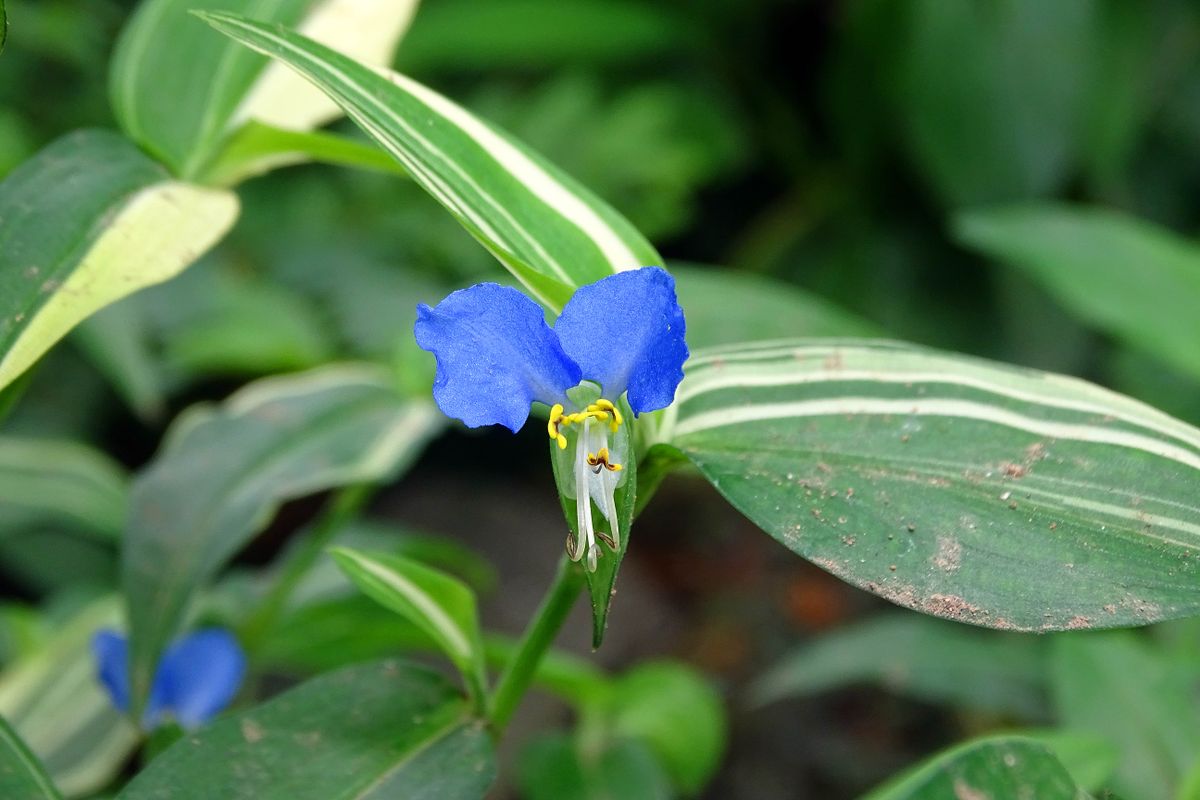 鳥なき花わらう