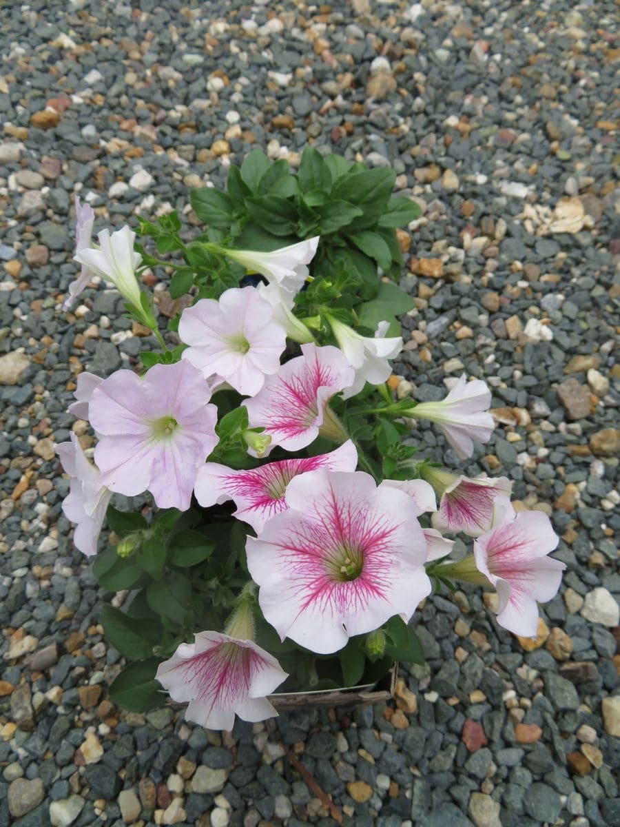 気になっていた植物（╹◡╹）♡