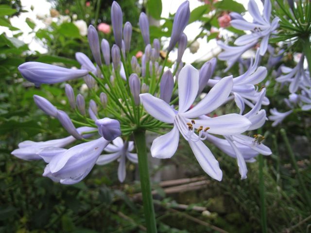 梅雨に咲く花　アガパンサス