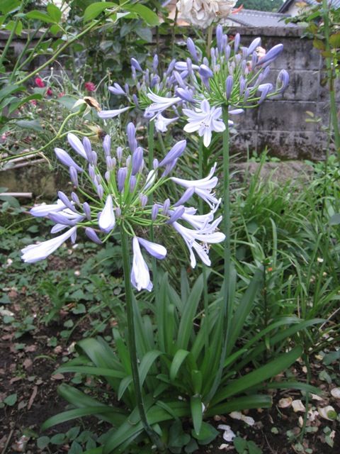 梅雨に咲く花　アガパンサス