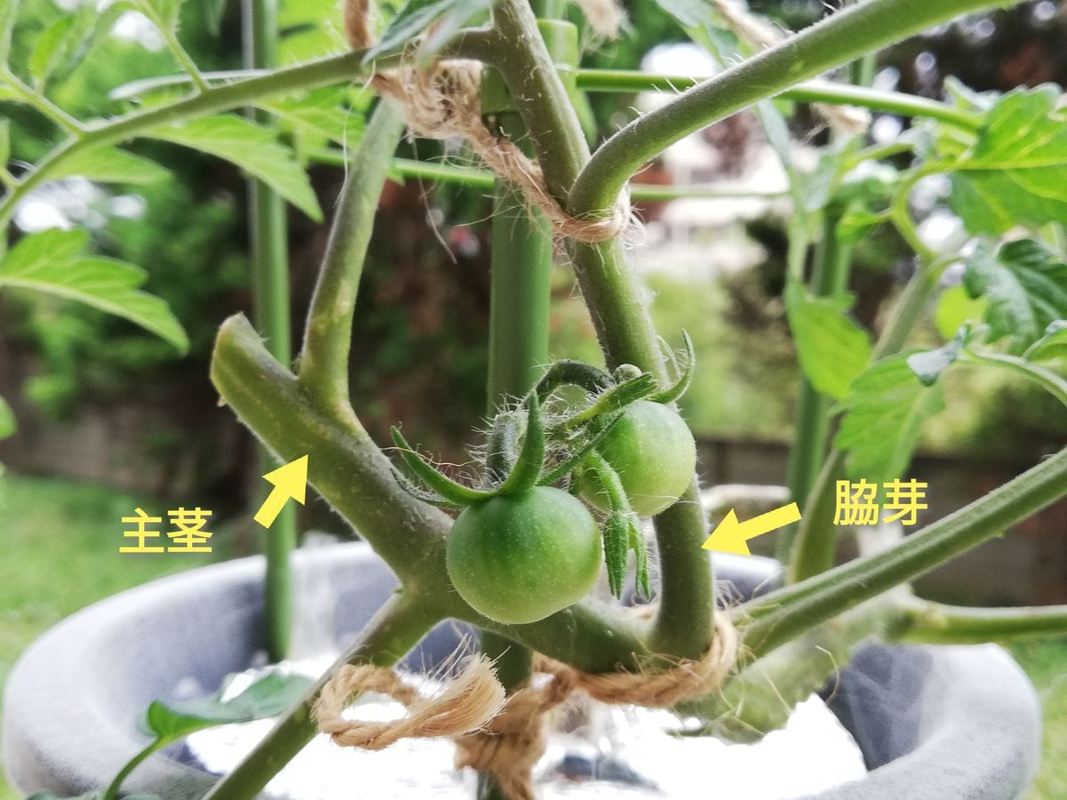 ミニトマト達🍅の主茎を折る