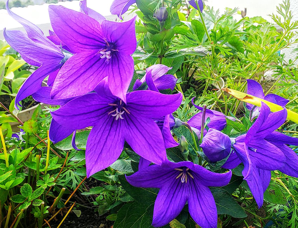 紫の花たち💜