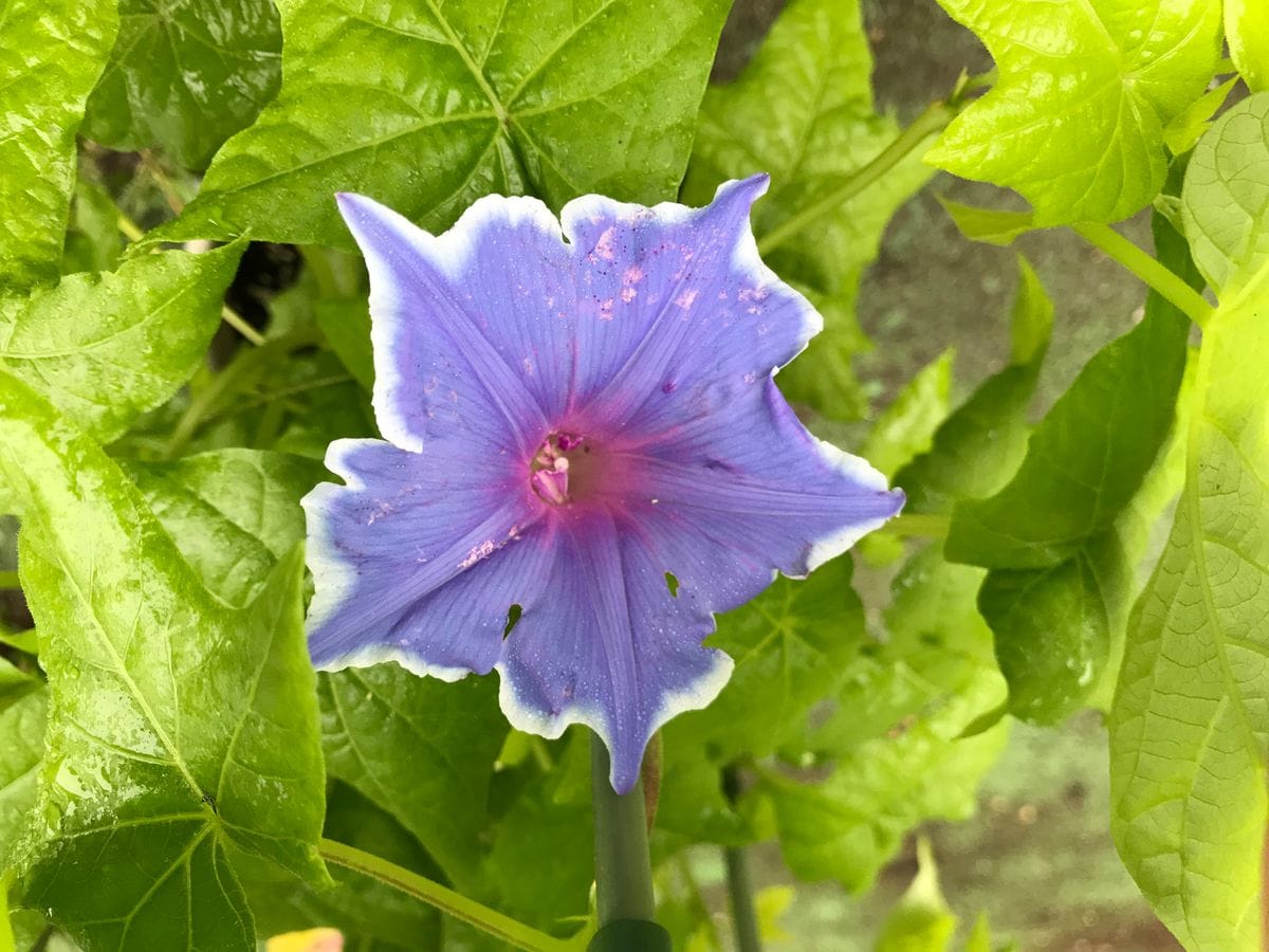 昨日のつぼみ