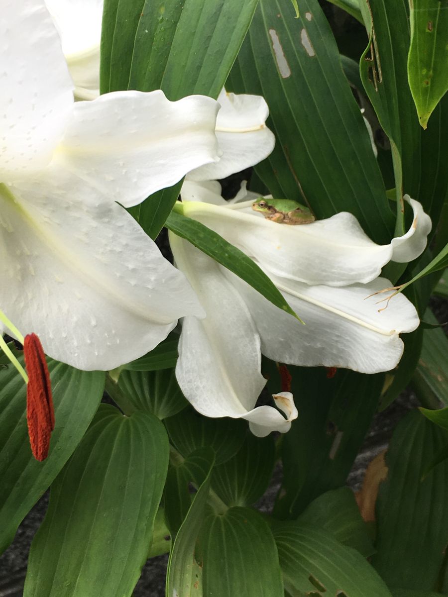 今日の開花