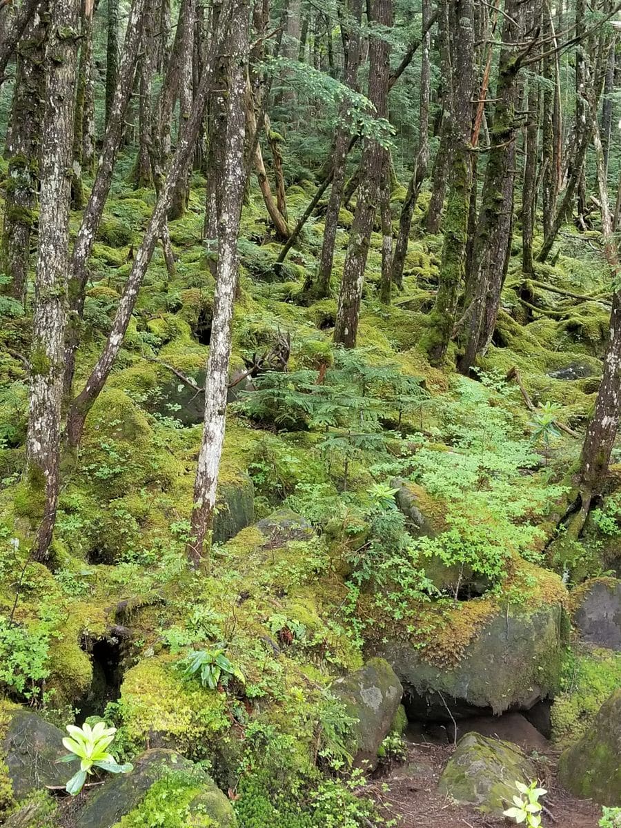 白駒池と苔の森🌱🌱🌱①