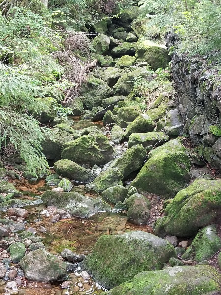 白駒池と苔の森🌱🌱🌱①