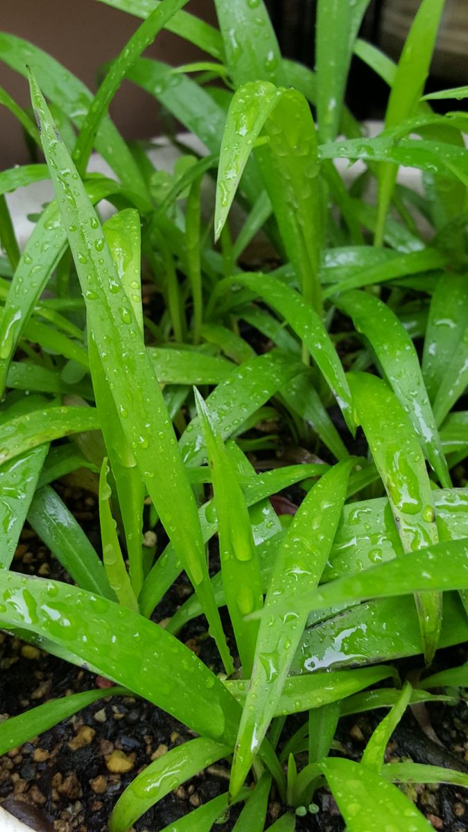 ふくおかルーバルガーデン2～夏の🌻庭便り❗雨上がりを待ってシコンノボタンに初花💠