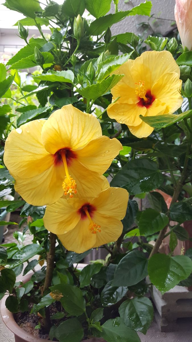 ふくおかルーバルガーデン2～夏の🌻庭便り❗雨上がりを待ってシコンノボタンに初花💠