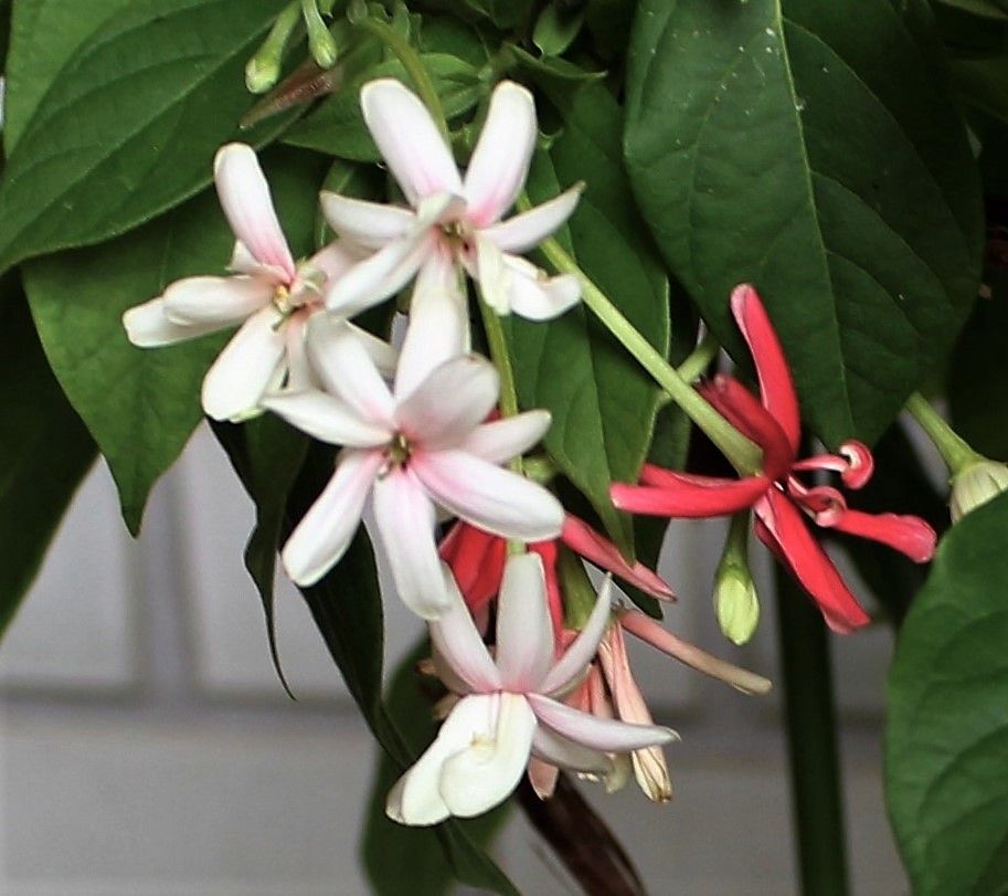 シクンシの花の色