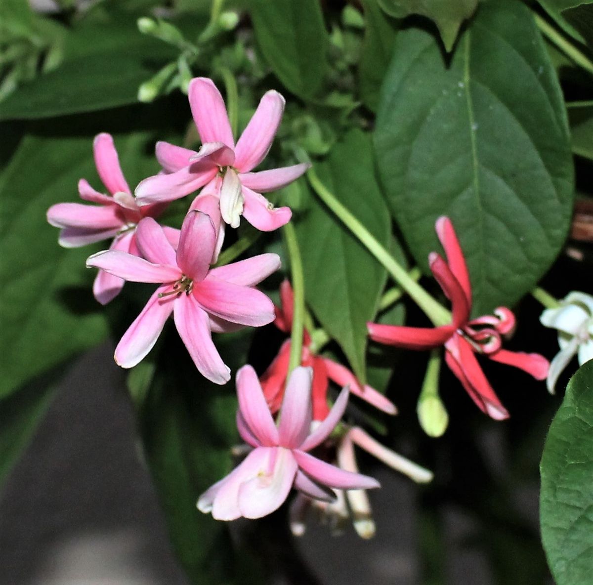 シクンシの花の色