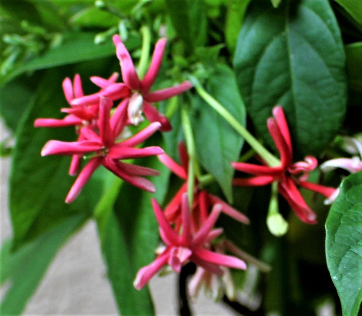 シクンシの花の色