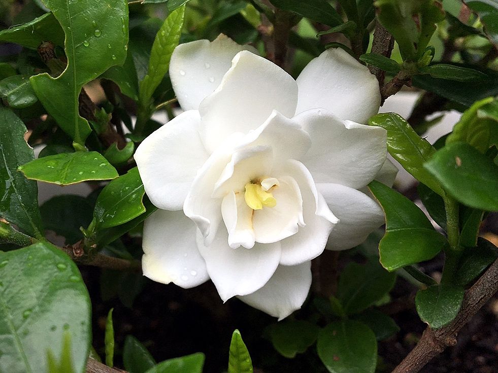 クチナシの花 甘い香りとともに再びの開花