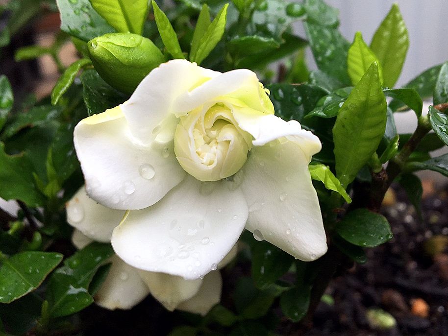 クチナシの花 甘い香りとともに再びの開花