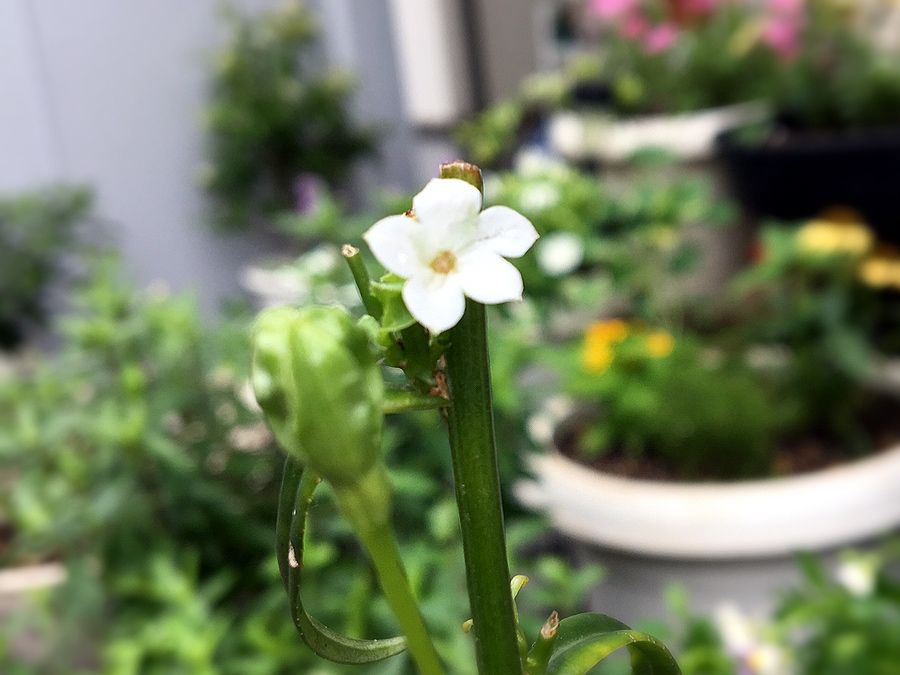 クチナシの花 甘い香りとともに再びの開花