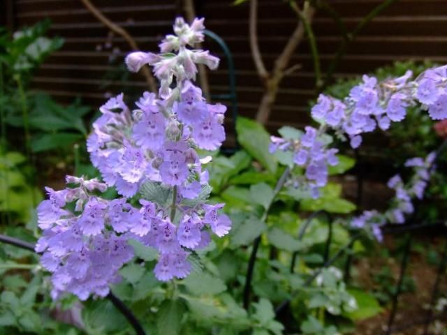 ヒューケラの初開花とキャットミントの花