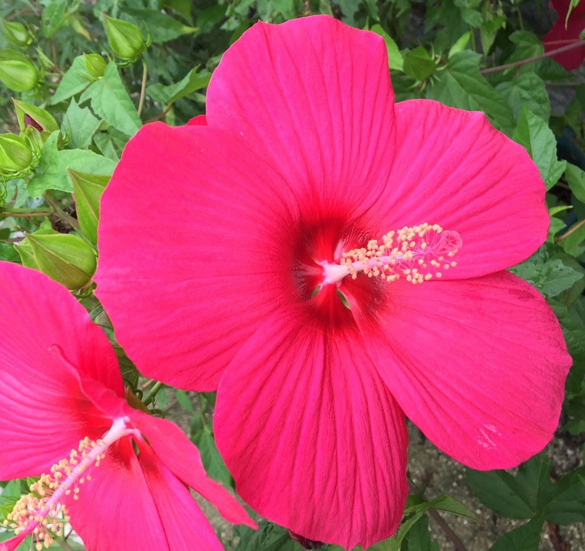 今日の花