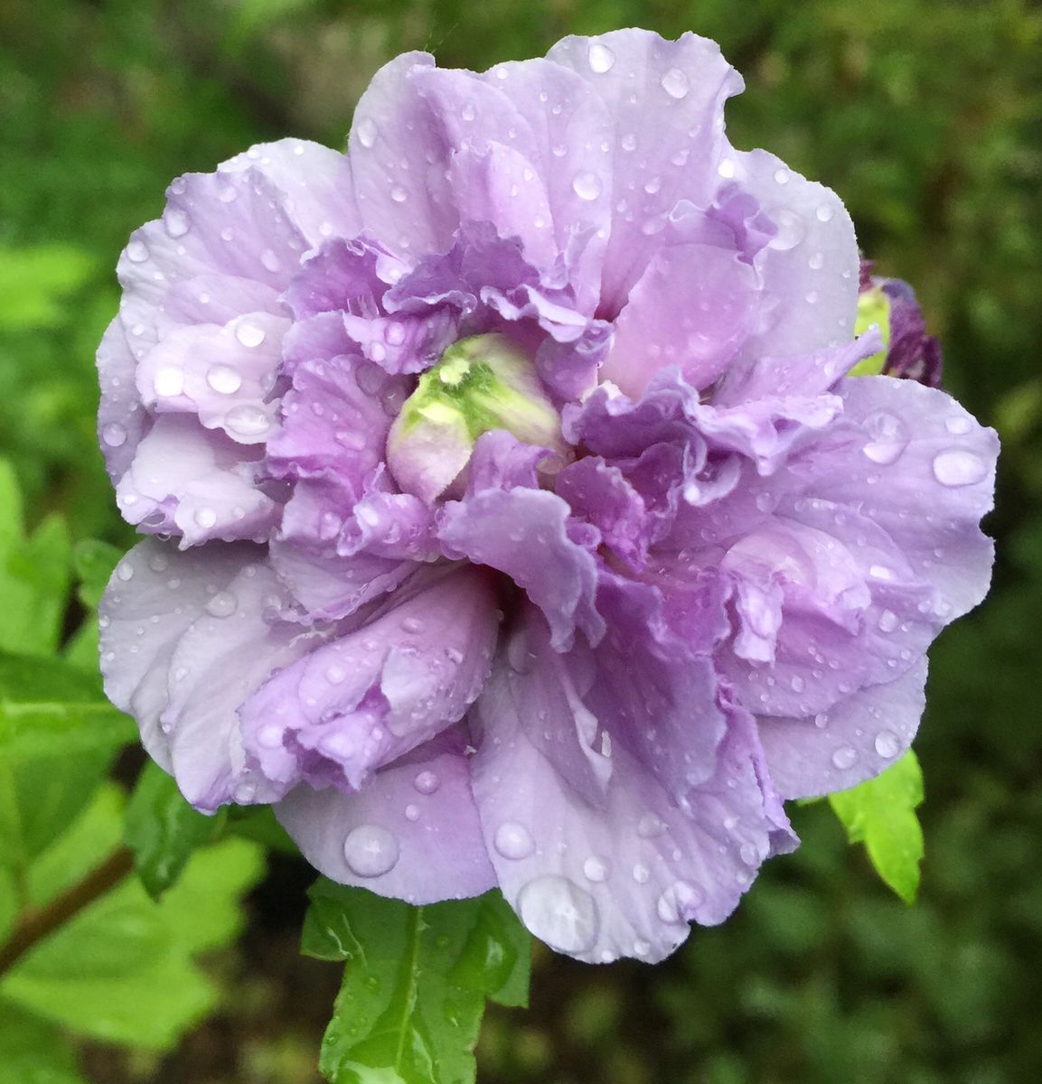 今日の花