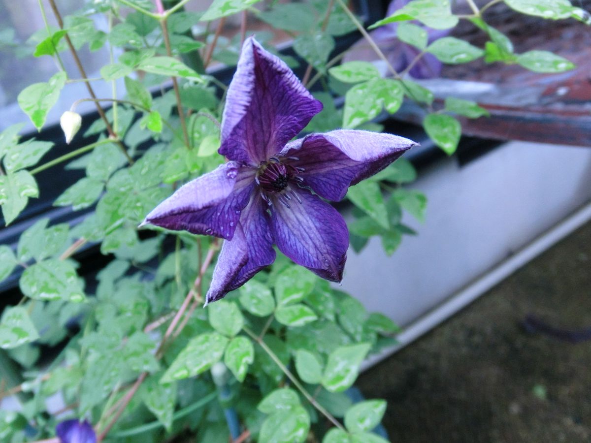 雨間に。。。。