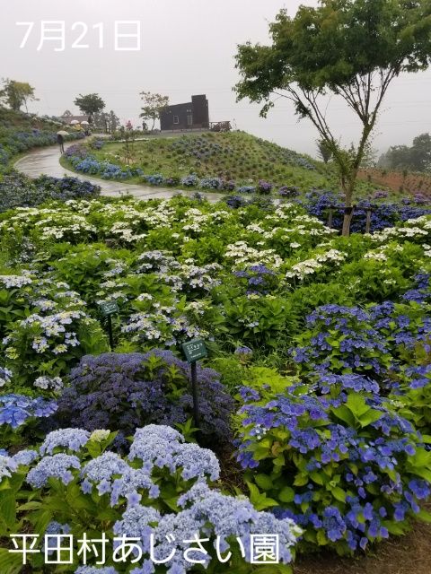 平田村あじさい園