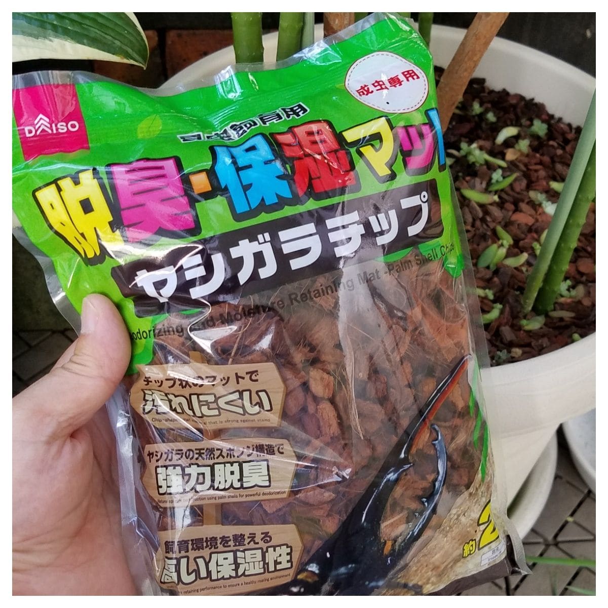 多肉植物の増やし方