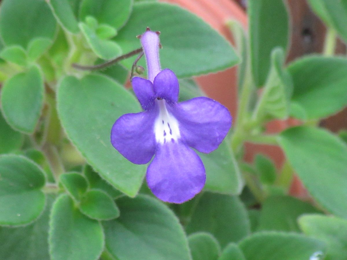 由愛(ゆめ)の花日記♪