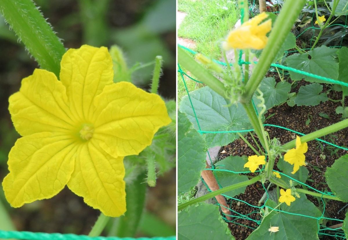 🌻今日の花たち🌻その82