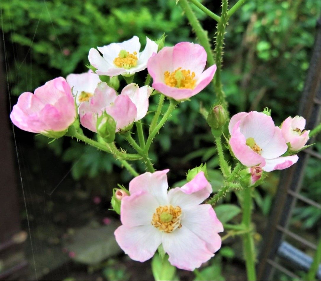 🌻今日の花たち🌻その82