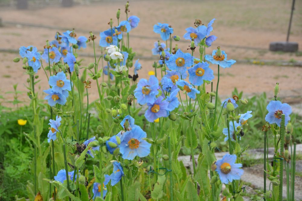 お花が色々見ごろです