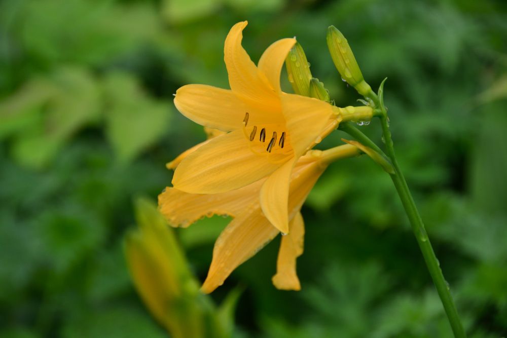 お花が色々見ごろです