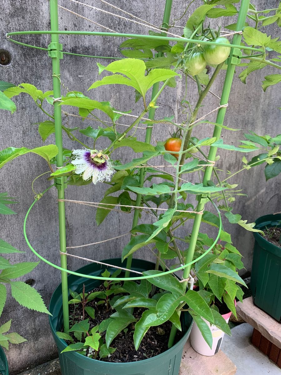 やっとパッションフルーツの花が！