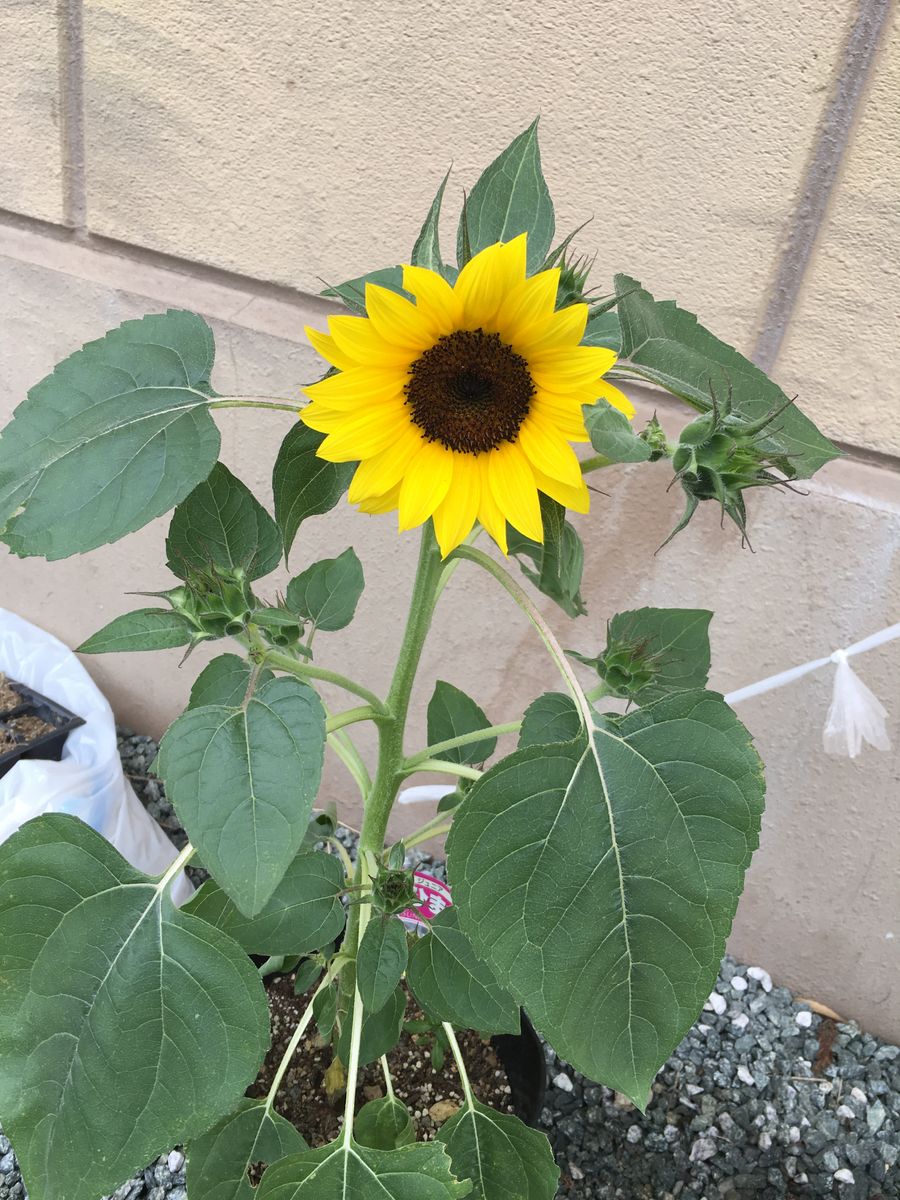 花チャレのその後 ひまわり編