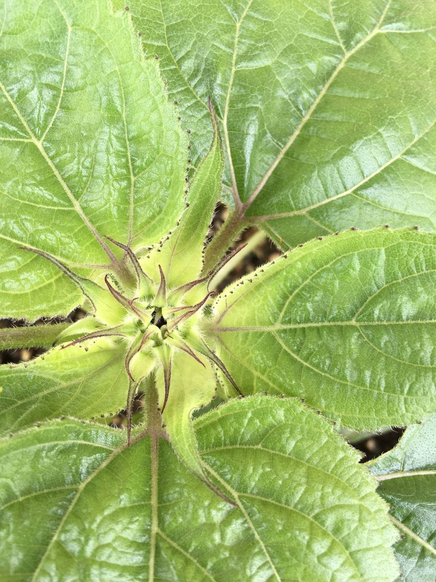 花チャレのその後 ひまわり編