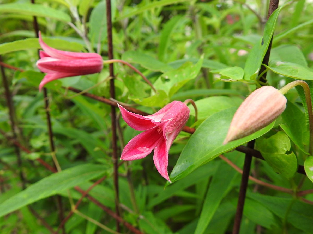 二番花です。