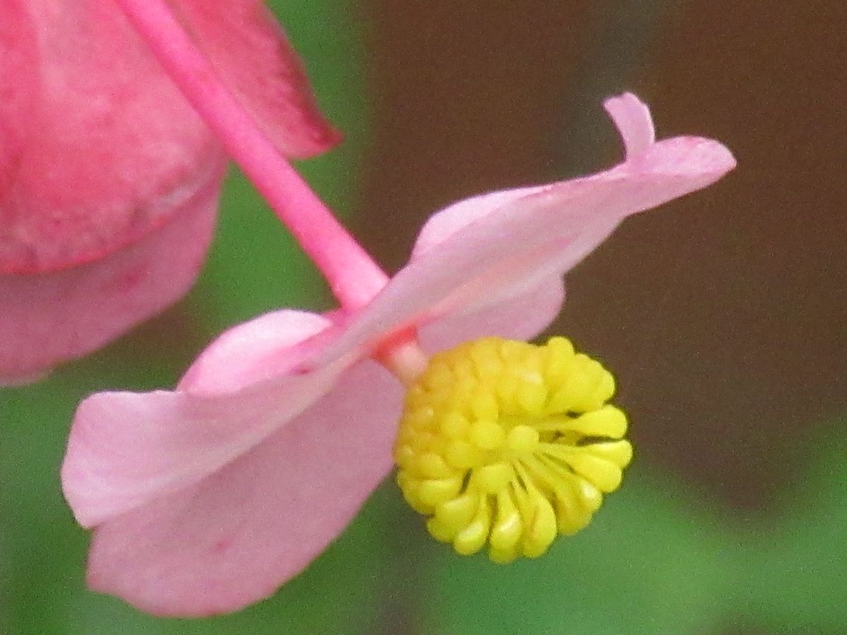 由愛(ゆめ)の花日記♪