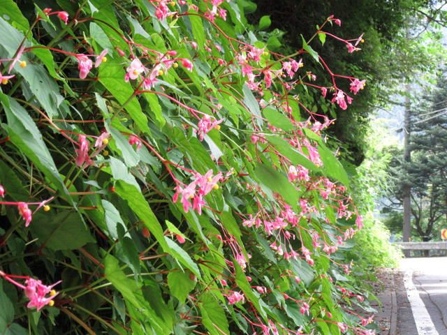 由愛(ゆめ)の花日記♪