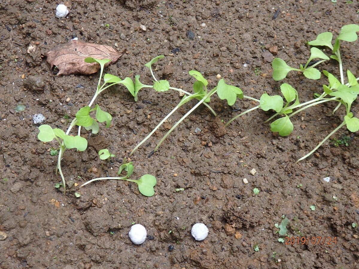 日陰の庭で・野菜❓①