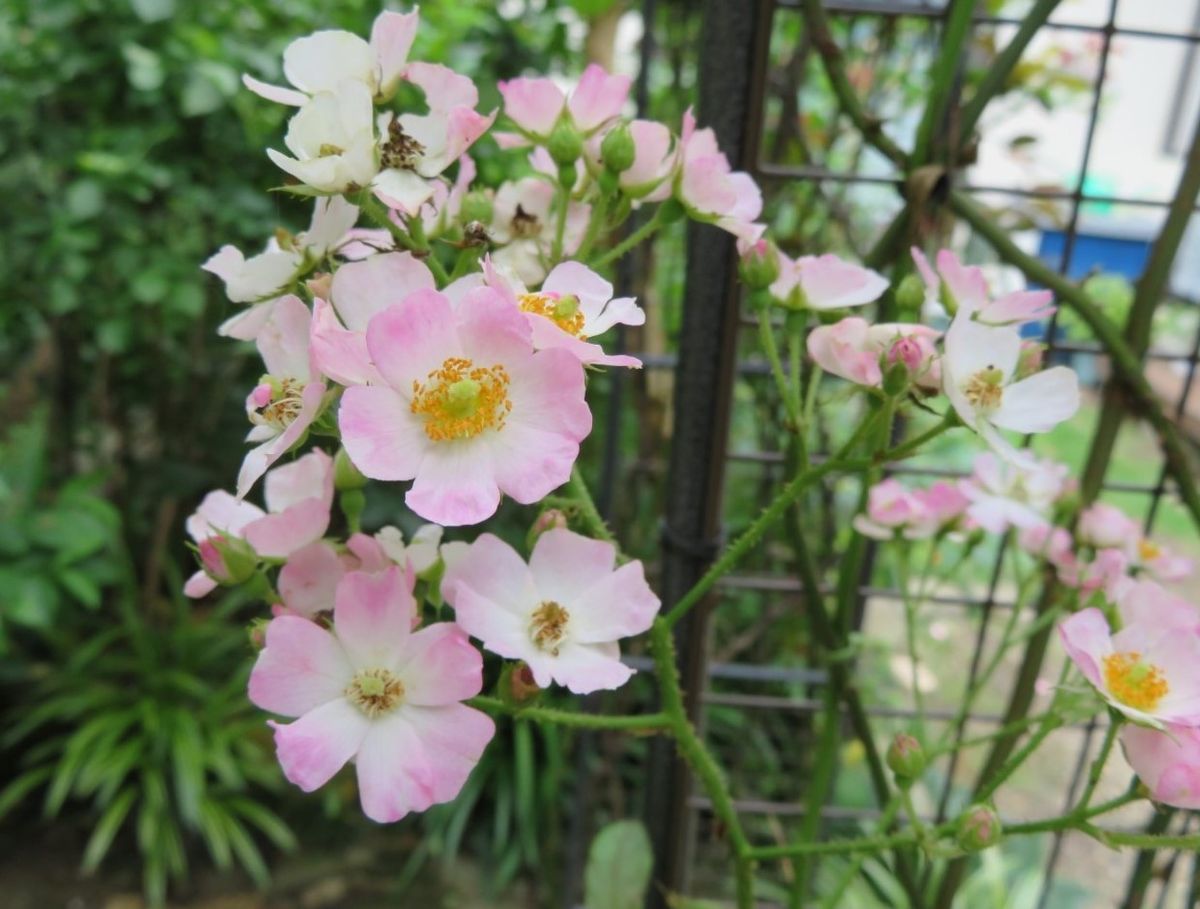 🌻今日の花たち🌻その83