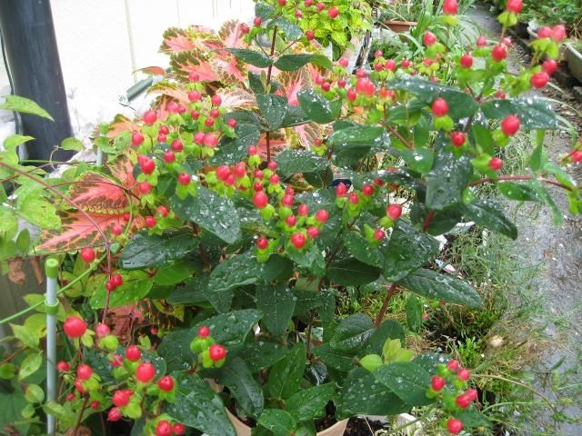 雨降る中のお花。