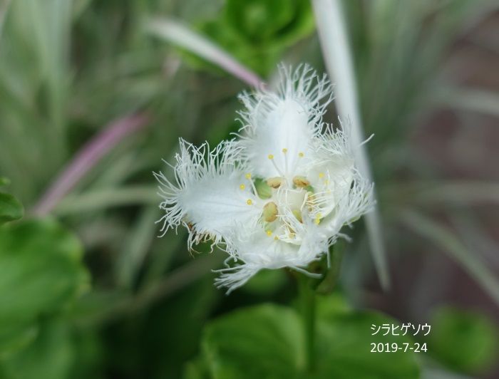 Natural Garden 私の庭　　7/24