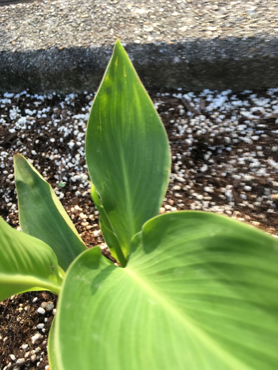 今日の植物たち