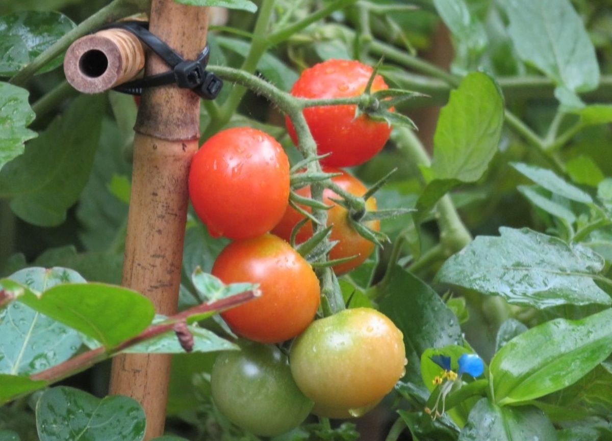 我家で🍅実となる野菜(その5)