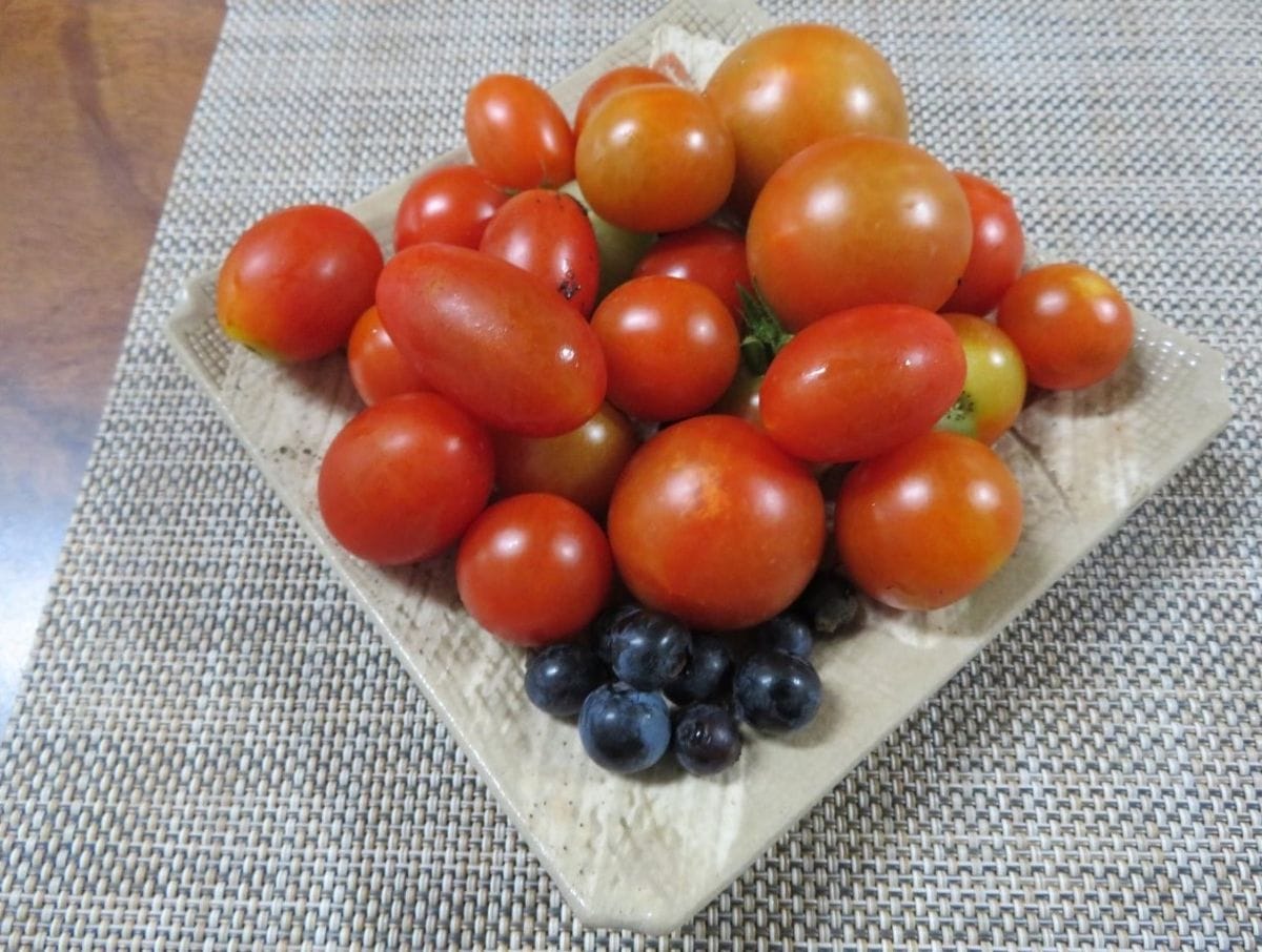 我家で🍅実となる野菜(その5)