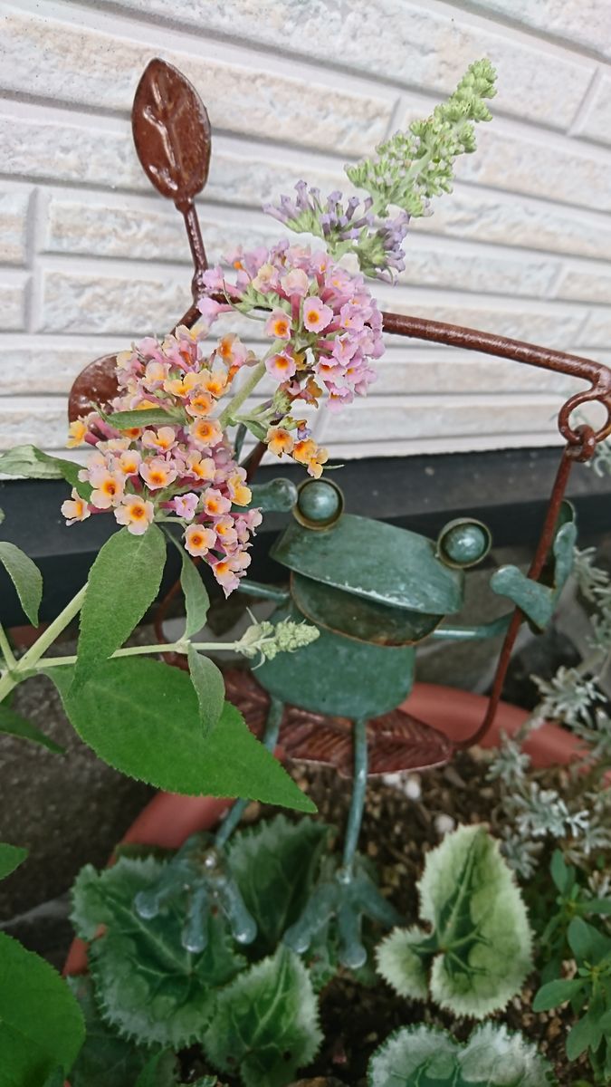 はじめてのお花ちゃん