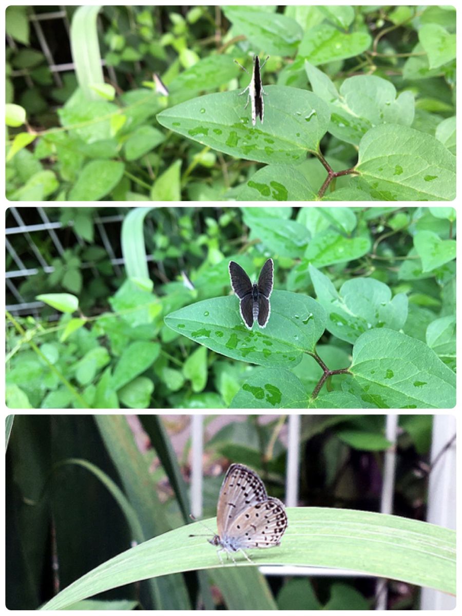 シジミチョウが休憩してる朝