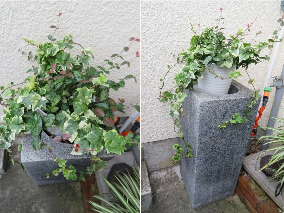 玄関先で、育つ植物色々