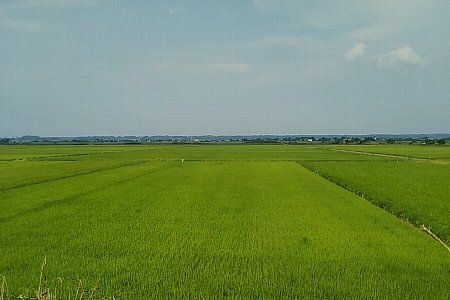 緑の夏