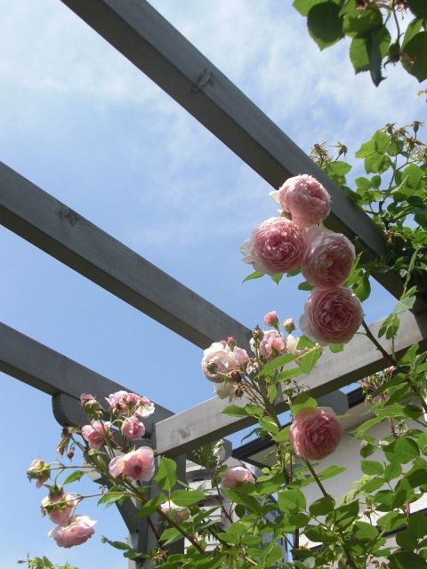 梅雨の晴れ間・・・