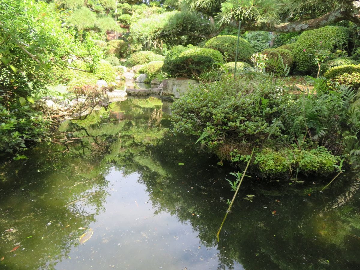 庭の様子