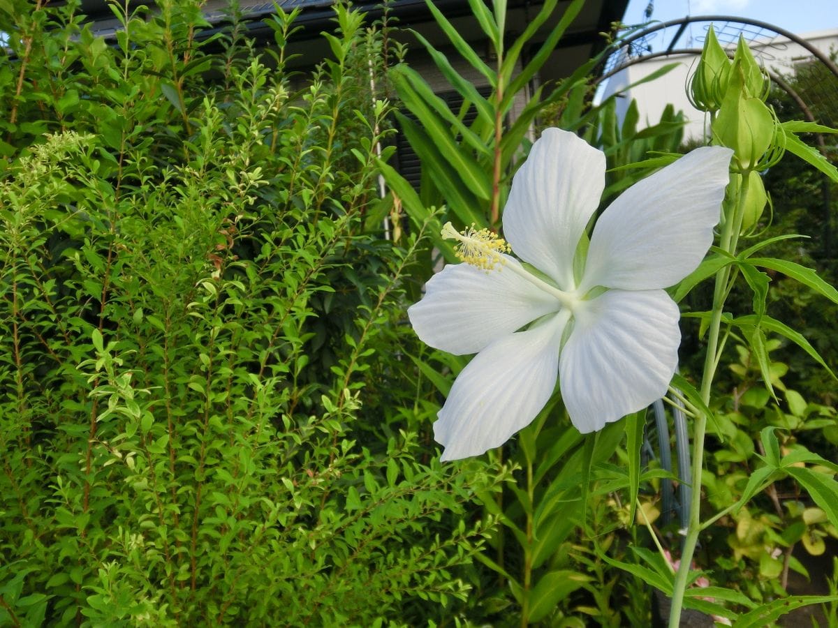 白花モミジアオイ