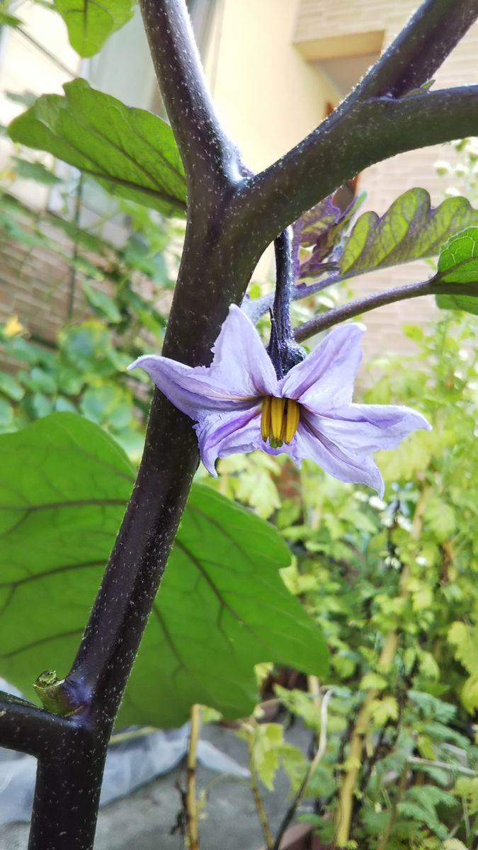 初めてのナスの花が咲いた😆